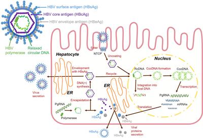 Frontiers | Interferon And Interferon-stimulated Genes In HBV Treatment